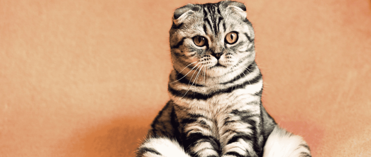 diabète chez le chat